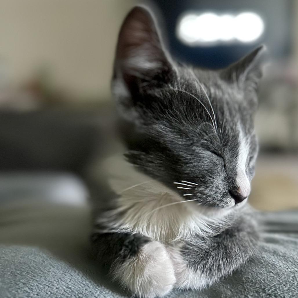 Enlarge Dashi, a Adoptable Domestic Short Hair in Pleasanton, CA image 2/3