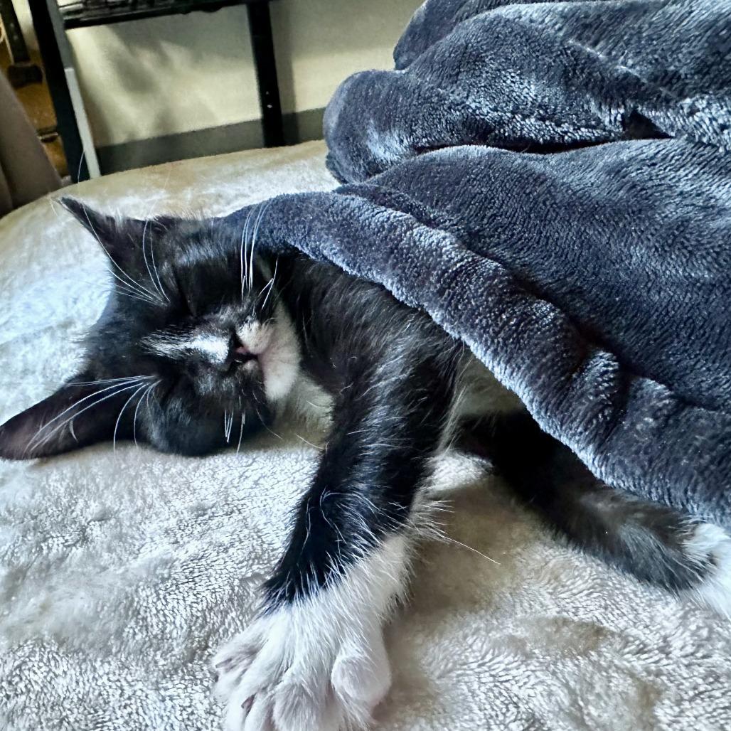 Enlarge Dashi, a Adoptable Domestic Short Hair in Pleasanton, CA image 3/3