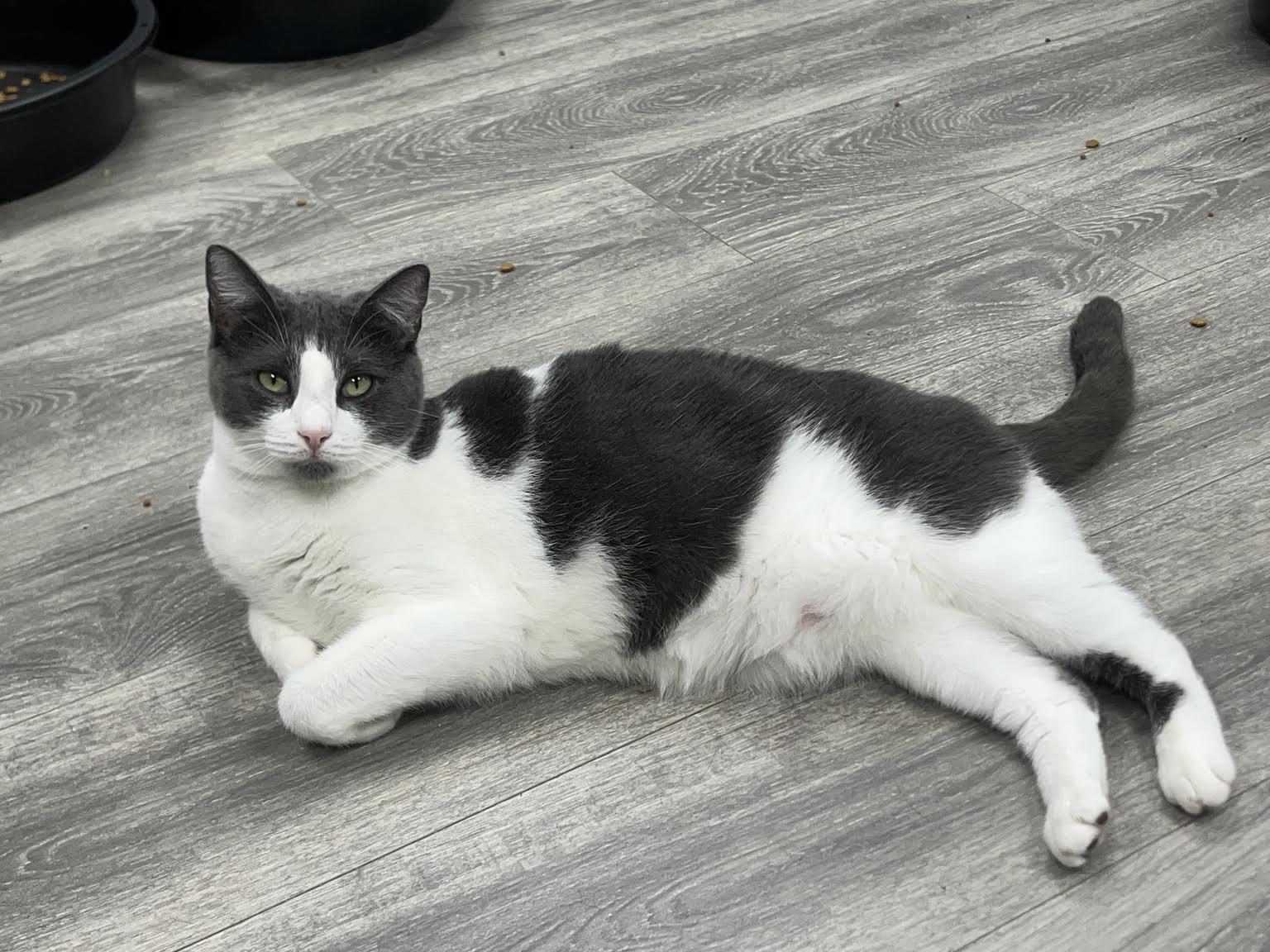 Jasmine, ADOPTABLE, Adult Female Domestic Short Hair.