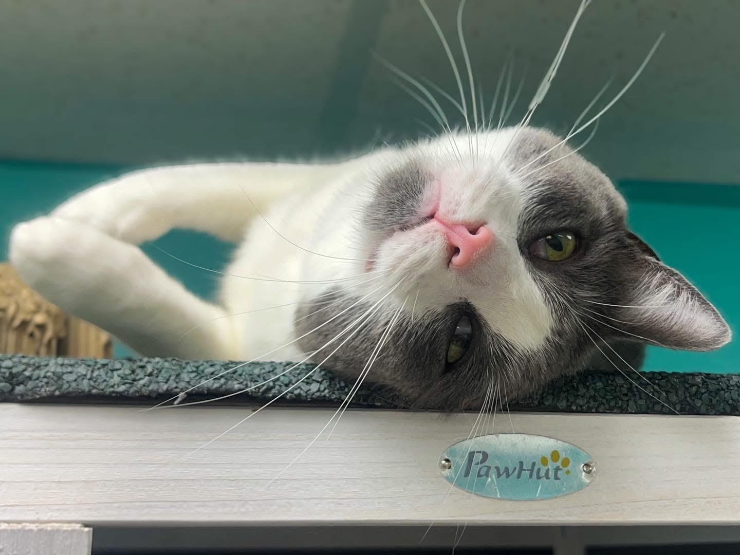 Jasmine, a ADOPTABLE Domestic Short Hair in Maryville, TN image 2/3