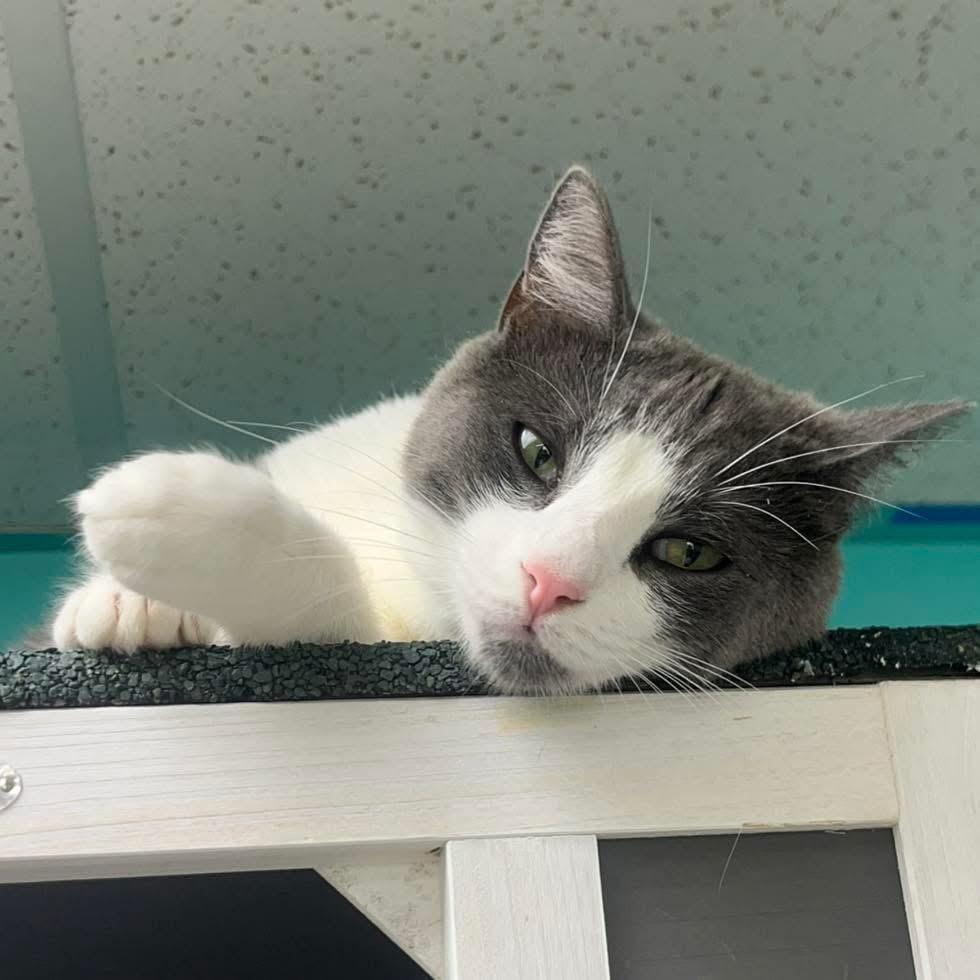 Jasmine, a ADOPTABLE Domestic Short Hair in Maryville, TN image 3/3