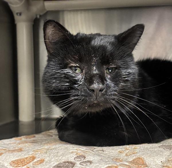 Goob, Adoptable, Adult Male Domestic Short Hair.