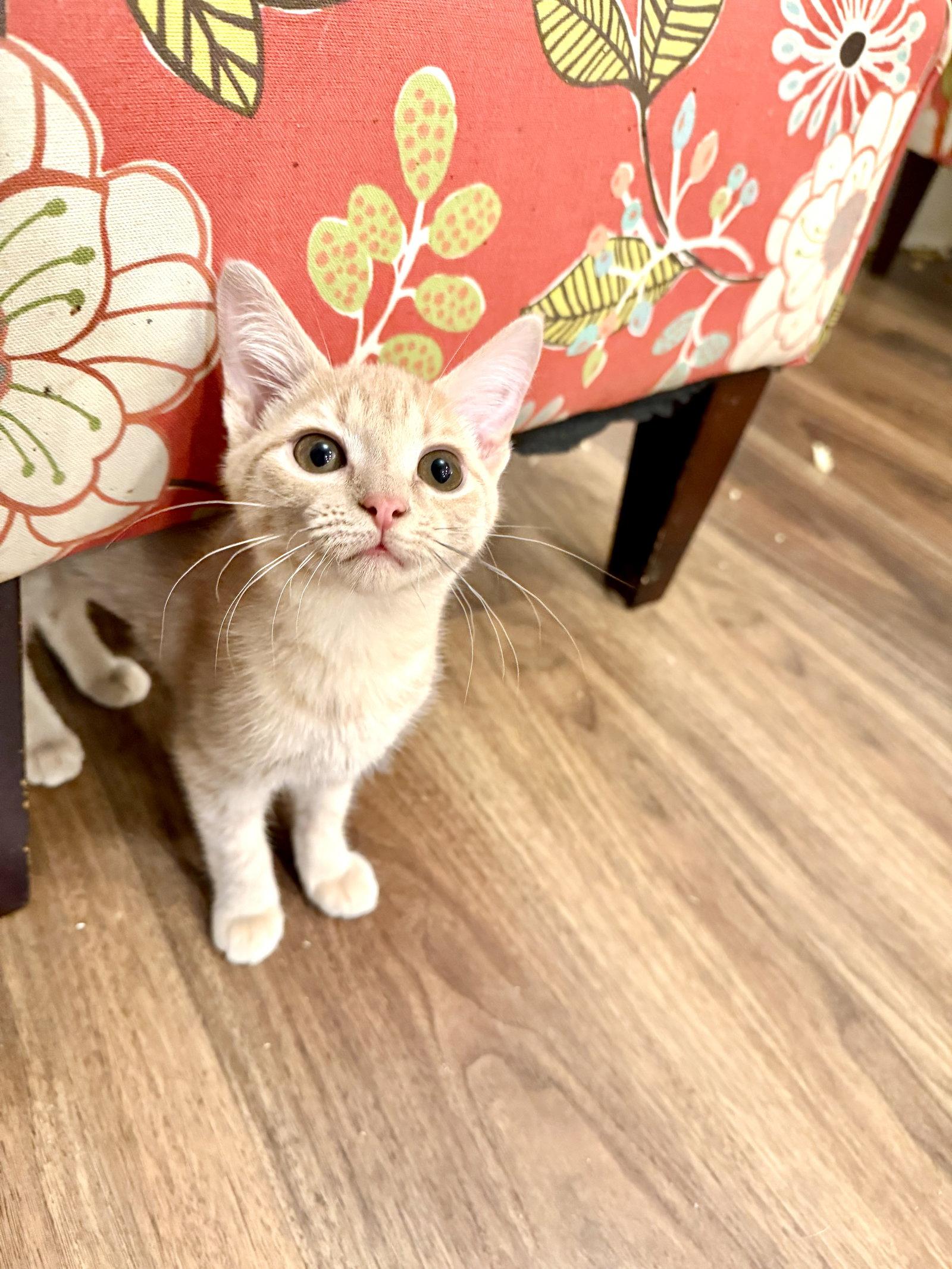STAT, Adopted, Young Female Domestic Short Hair.