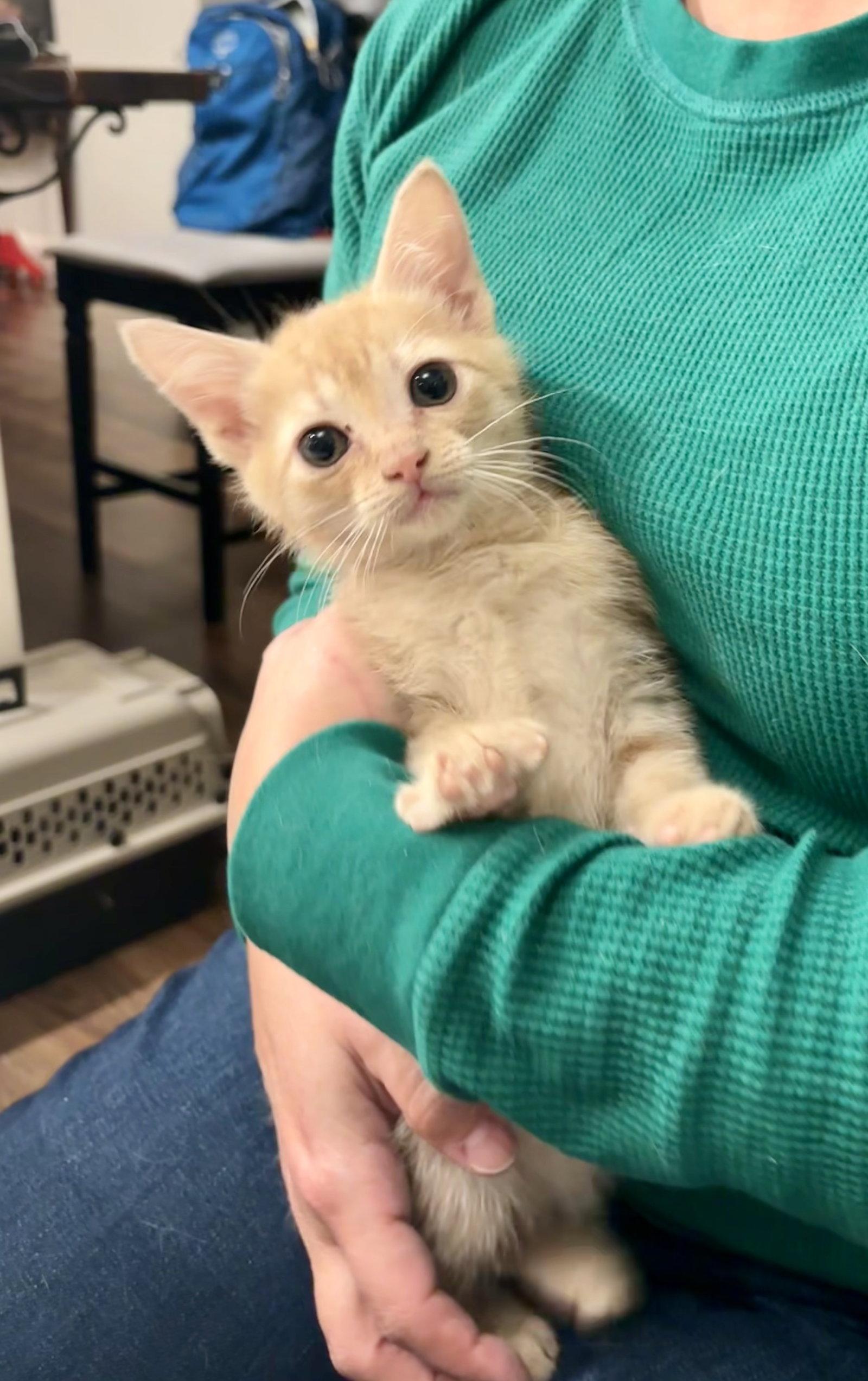 Enlarge STAT, a Adopted Domestic Short Hair in Camden, SC image 2/3