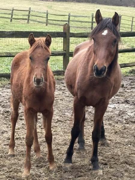 Cleopatra & Portia, Young Female Arabian