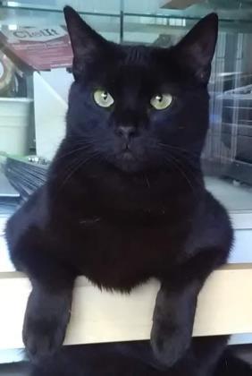 Ebony, Adoptable, Adult Female Domestic Short Hair & Domestic Short Hair.