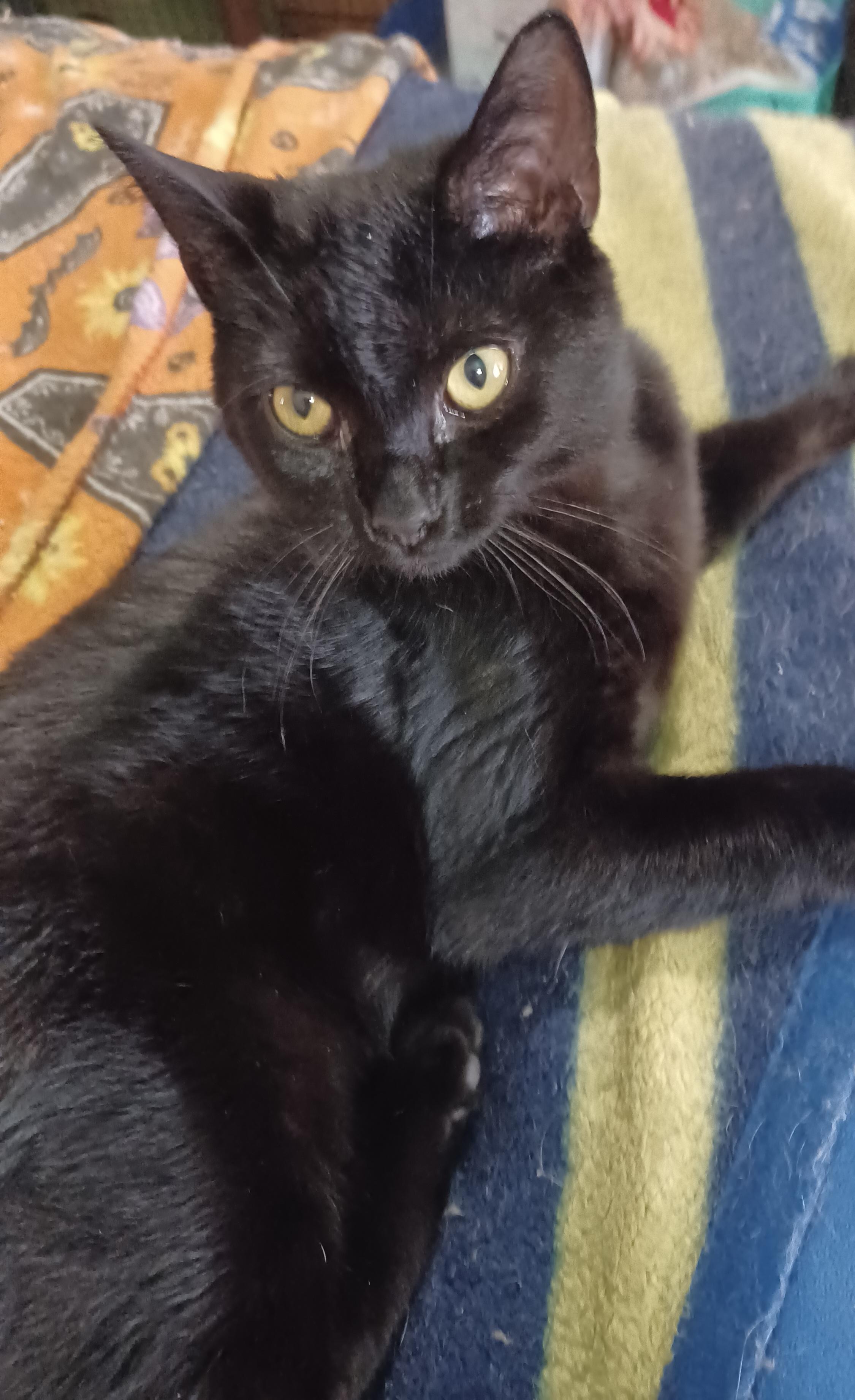 Cucumber, ADOPTABLE, Kitten Female Domestic Short Hair.