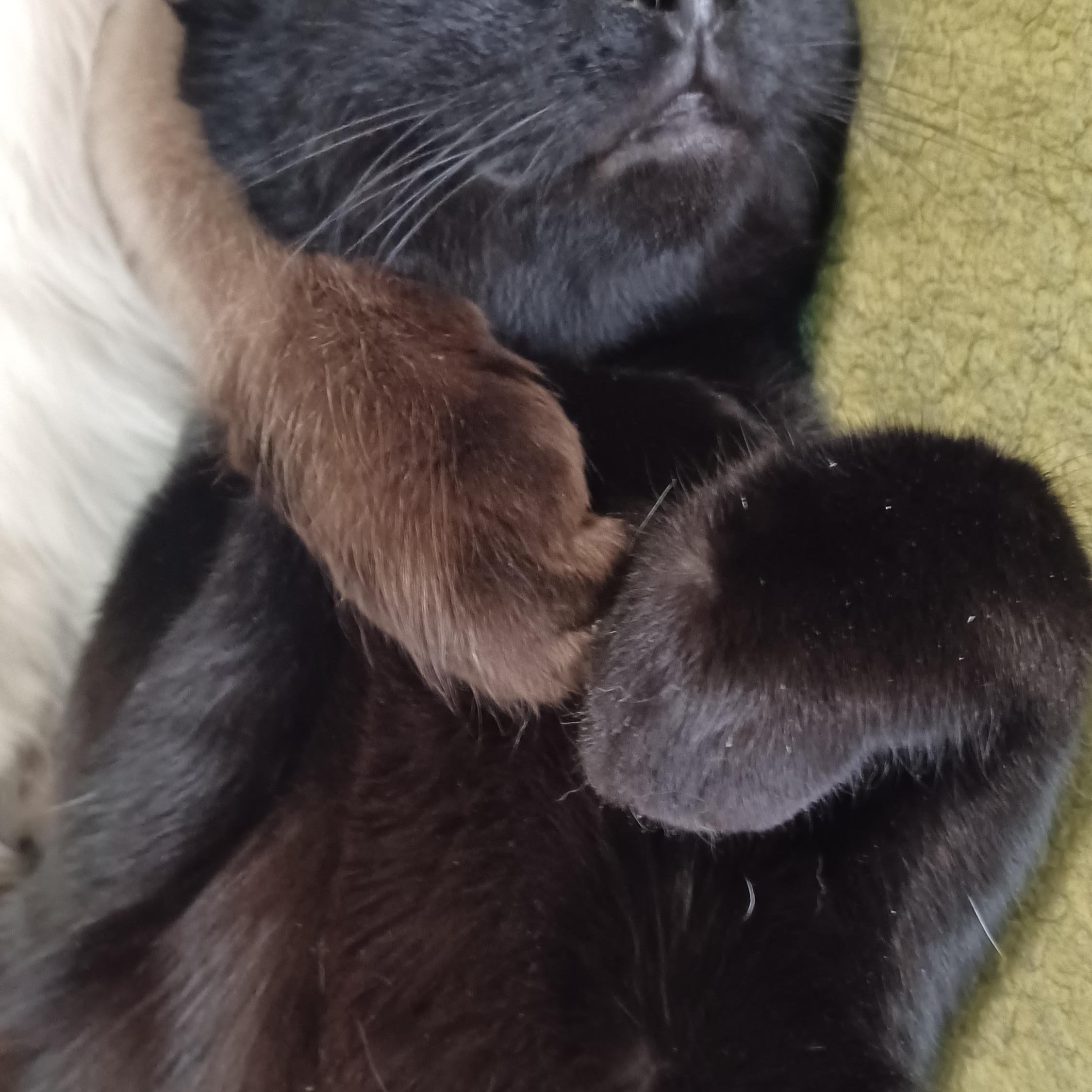 Enlarge Cucumber, a ADOPTABLE Domestic Short Hair in Morgantown, WV image 3/4