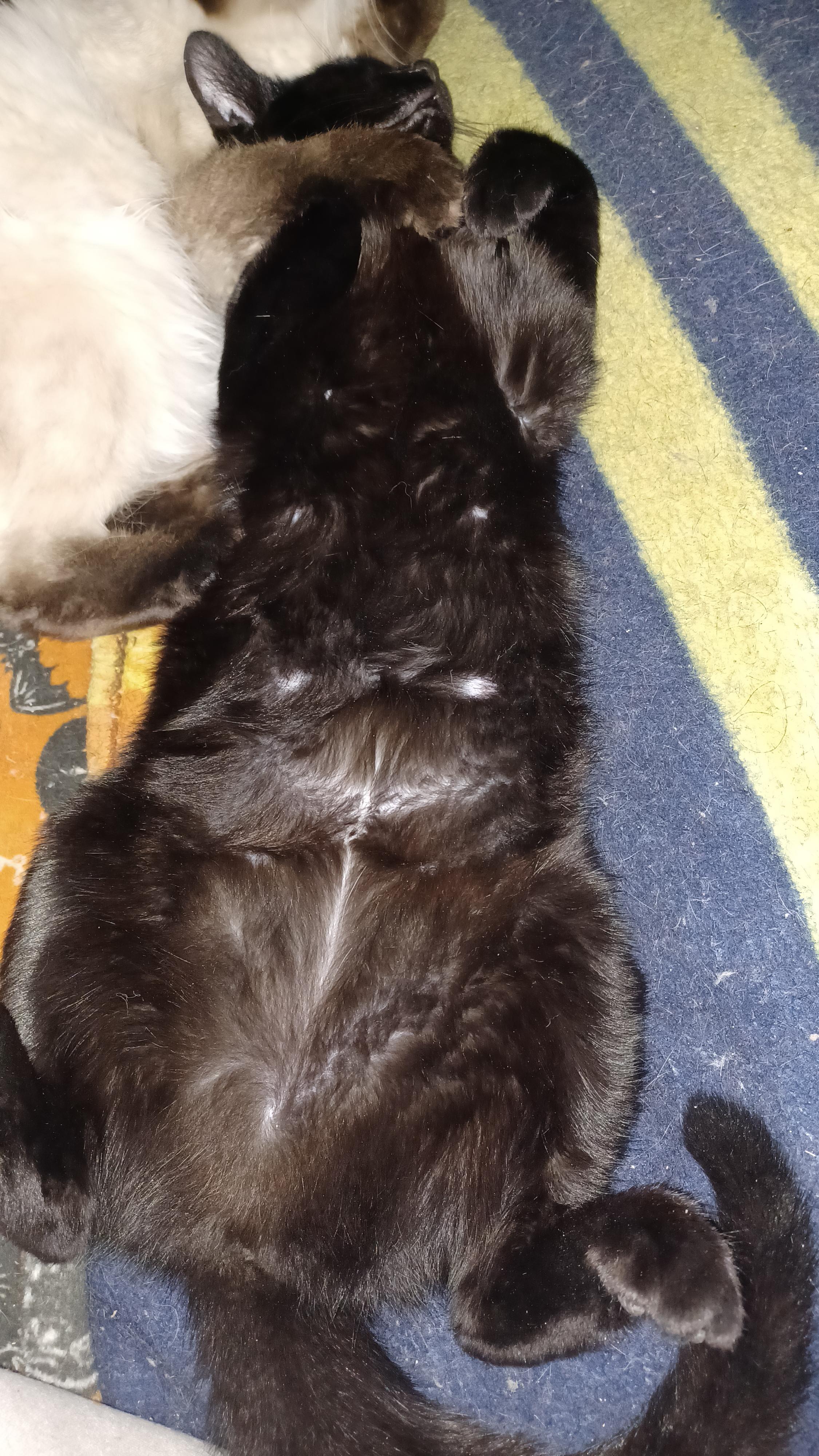 Enlarge Cucumber, a ADOPTABLE Domestic Short Hair in Morgantown, WV image 4/4