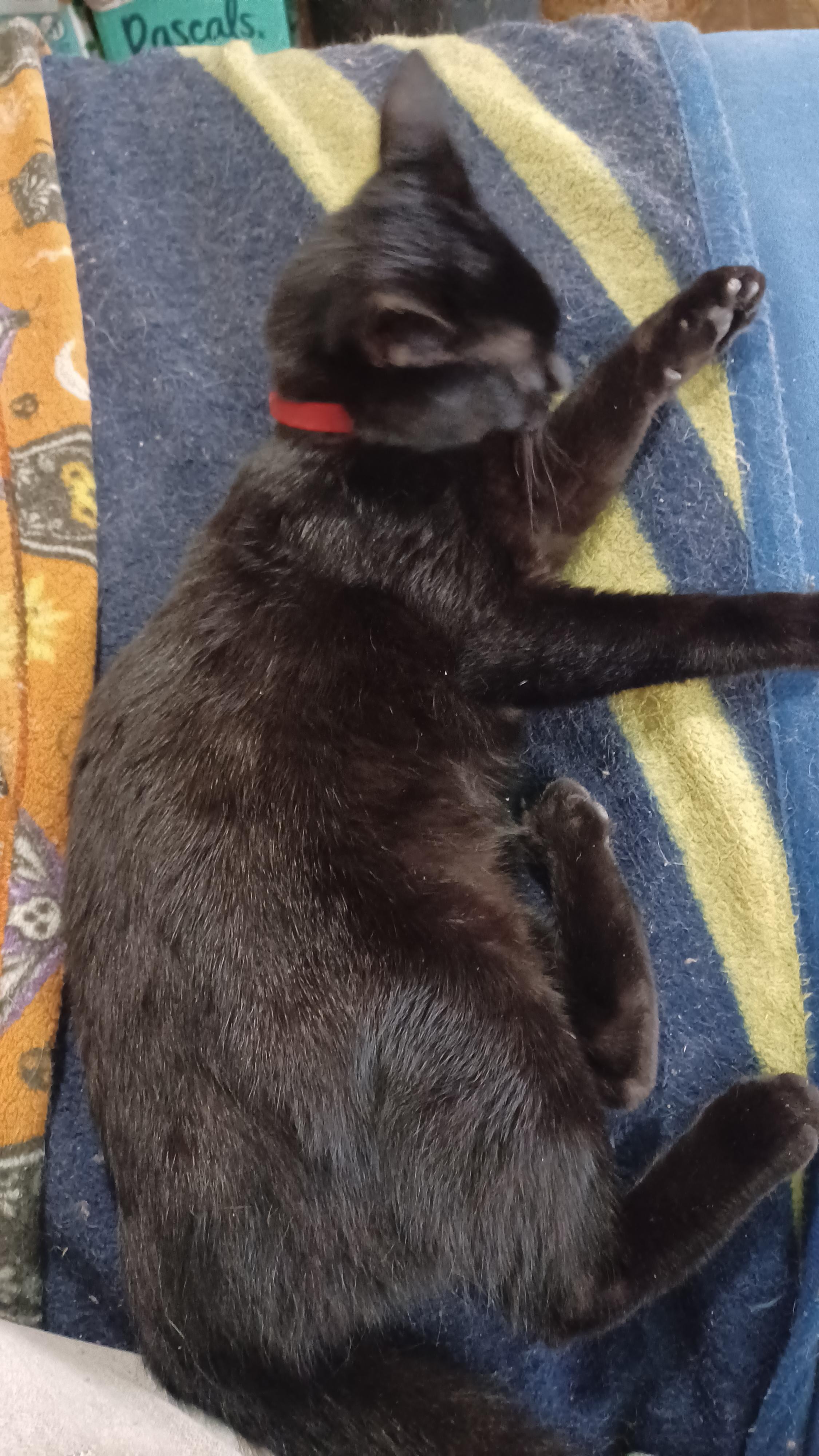 Enlarge Cucumber, a ADOPTABLE Domestic Short Hair in Morgantown, WV image 2/4