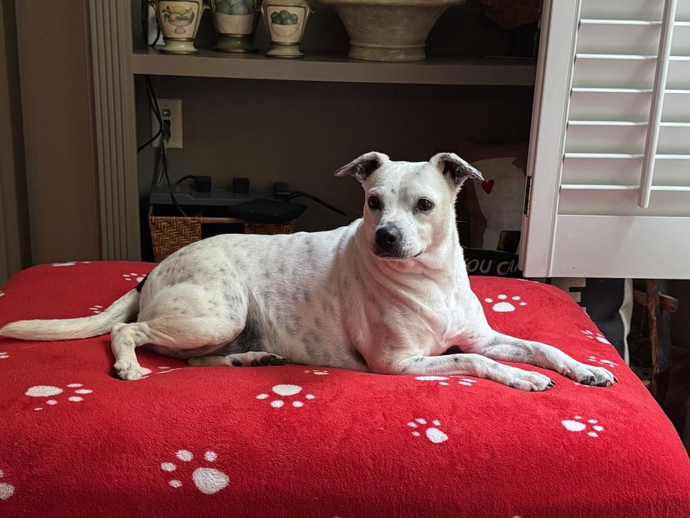 Bonnie, a Adoptable mixed breed in Milton, GA image 1/5