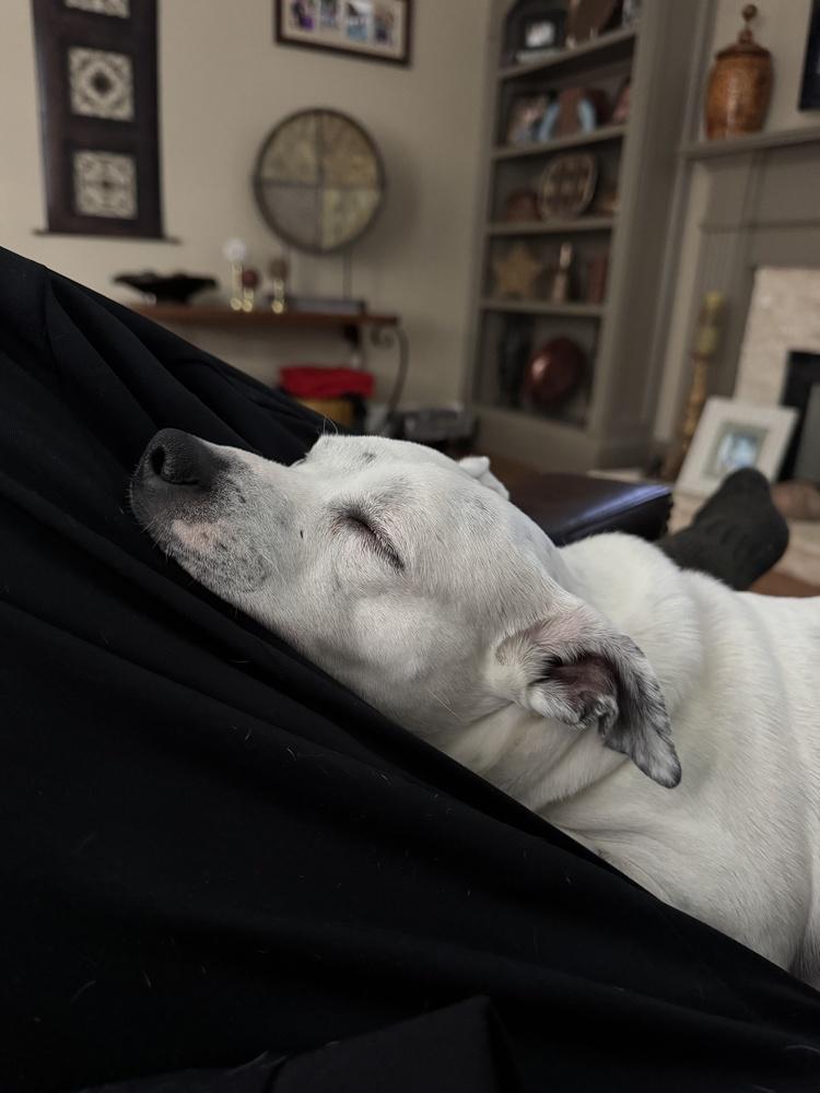 Bonnie, Adoptable, Adult Female Rat Terrier.