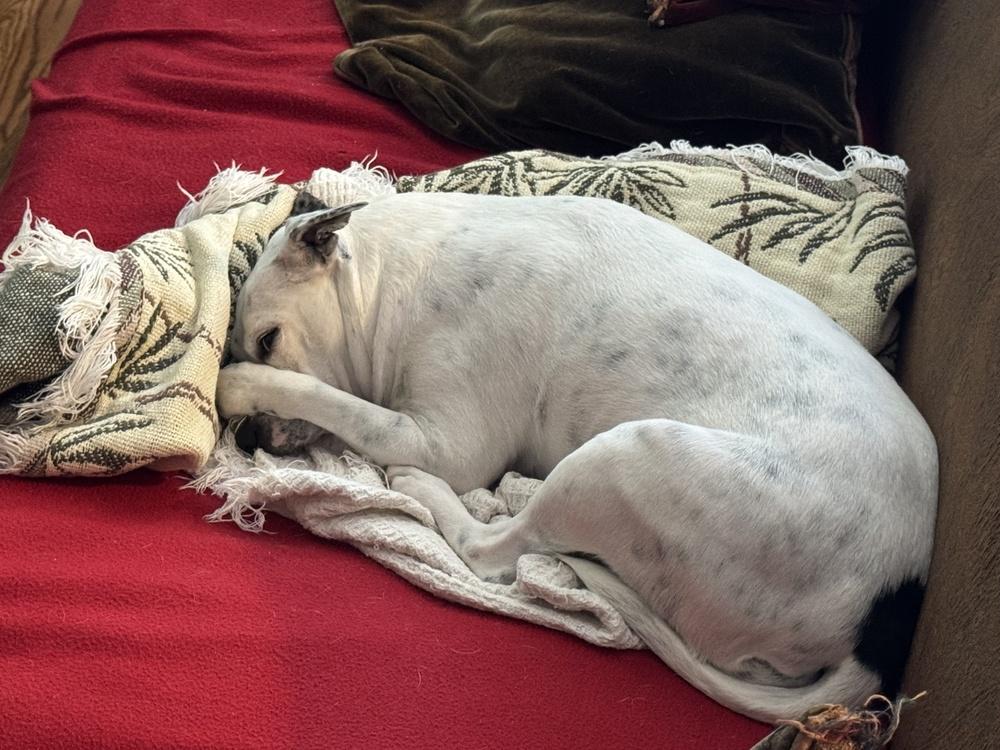 Enlarge Bonnie, a Adoptable mixed breed in Milton, GA image 2/5