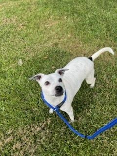 Bonnie, Adoptable, Adult Female Rat Terrier.