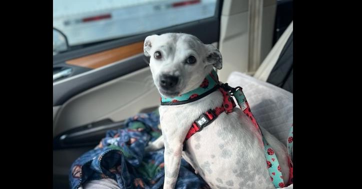 Enlarge Bonnie, a Adoptable mixed breed in Milton, GA image 2/6