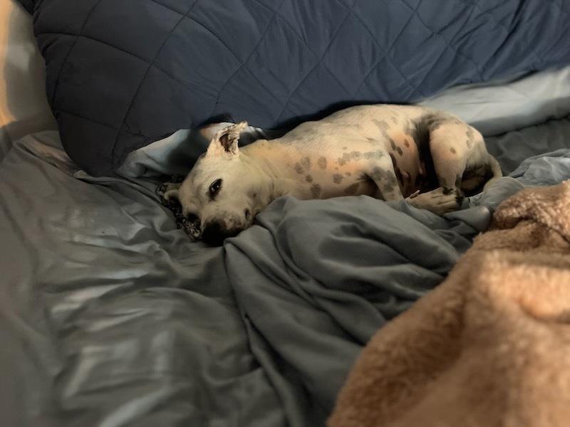 Enlarge Bonnie, a Adoptable mixed breed in Milton, GA image 3/6