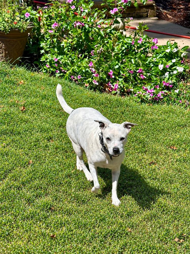 Enlarge Bonnie, a Adoptable mixed breed in Milton, GA image 3/6