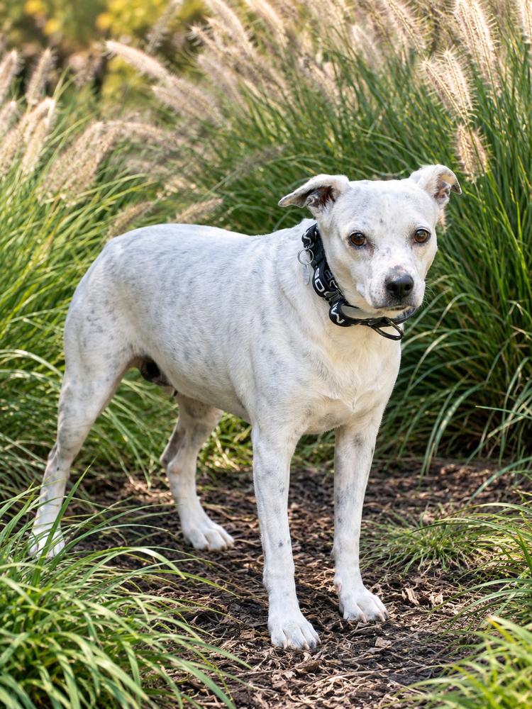 Enlarge Bonnie, a Adoptable mixed breed in Milton, GA image 4/6