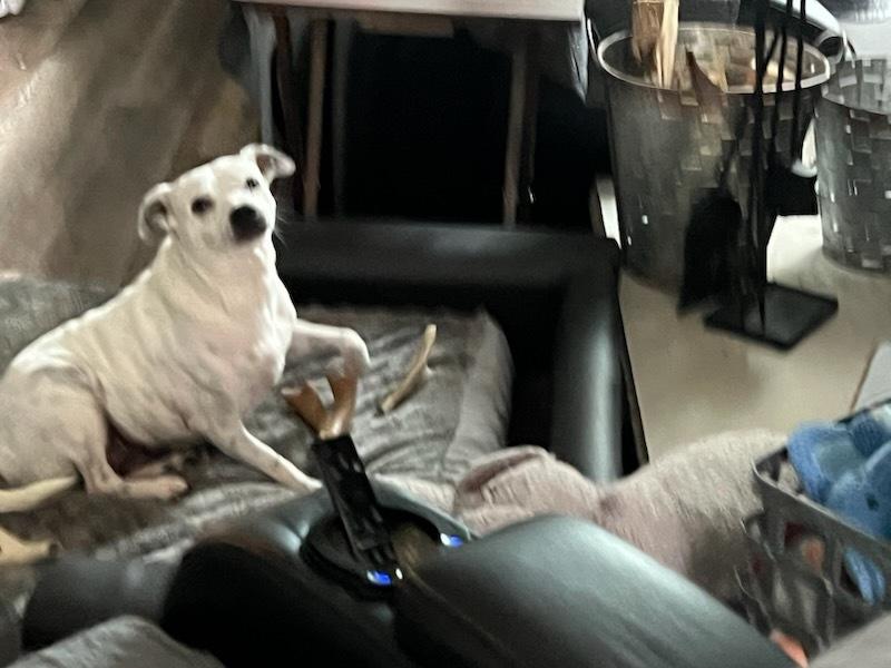 Enlarge Bonnie, a Adoptable mixed breed in Milton, GA image 4/6