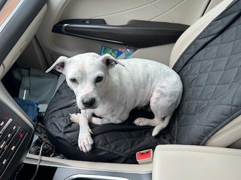 Enlarge Bonnie, a Adoptable mixed breed in Milton, GA image 5/6