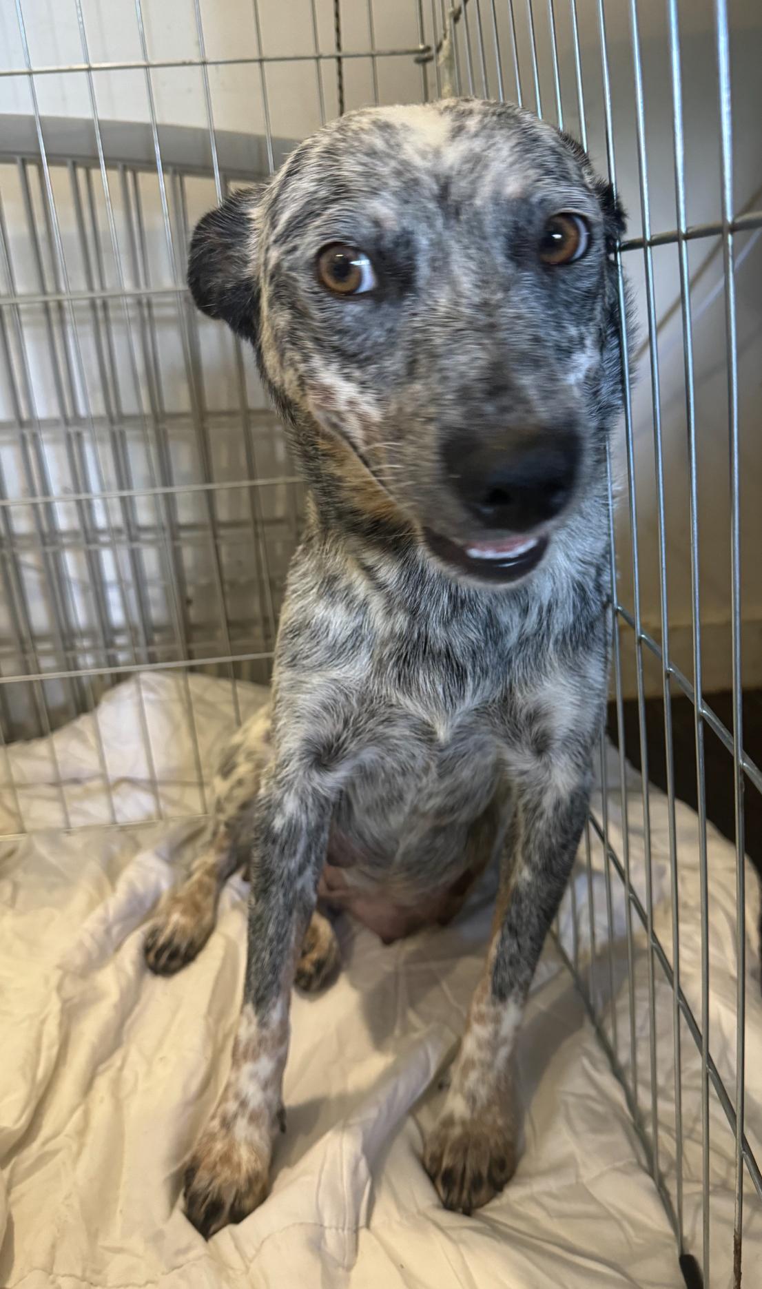 Enlarge Mia, a Adoptable Australian Cattle Dog / Blue Heeler in Los Angeles, CA image 1/4