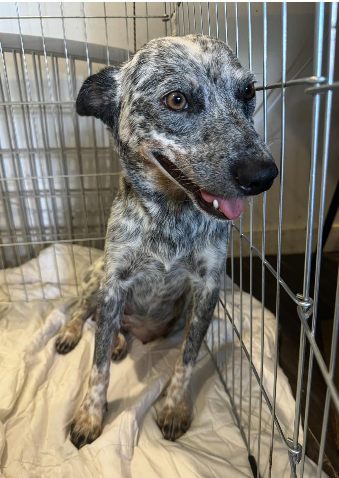 Enlarge Mia, a Adoptable Australian Cattle Dog / Blue Heeler in Los Angeles, CA image 2/4
