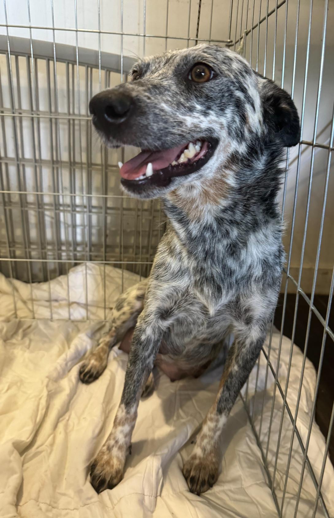 Enlarge Mia, a Adoptable Australian Cattle Dog / Blue Heeler in Los Angeles, CA image 3/4