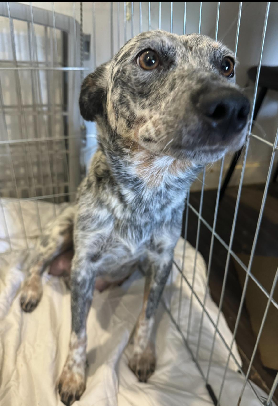 Enlarge Mia, a Adoptable Australian Cattle Dog / Blue Heeler in Los Angeles, CA image 4/4