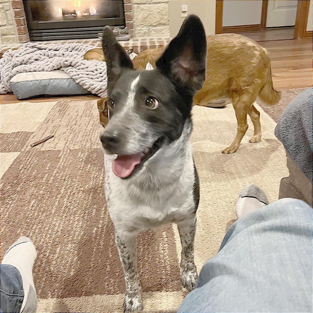Tilly, Adoptable, Adult Female Australian Cattle Dog / Blue Heeler & Mixed Breed.