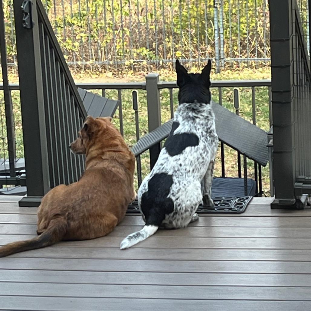 Enlarge Tilly, a Adoptable mixed breed in Wichita, KS image 2/6