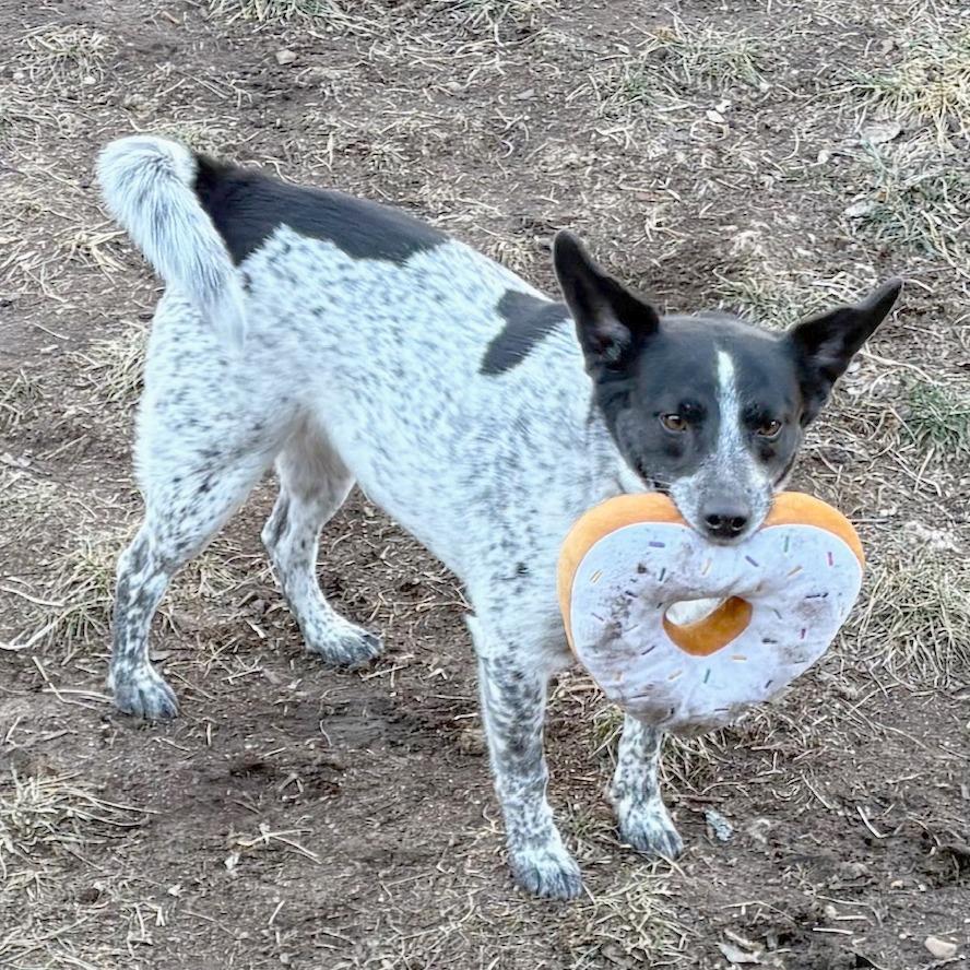 Enlarge Tilly, a Adoptable mixed breed in Wichita, KS image 3/6