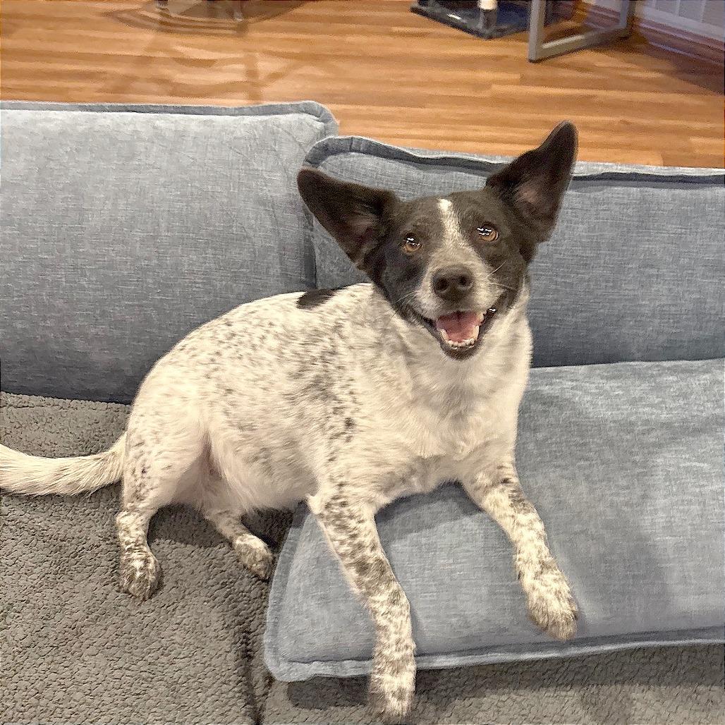 Enlarge Tilly, a Adoptable mixed breed in Wichita, KS image 5/6