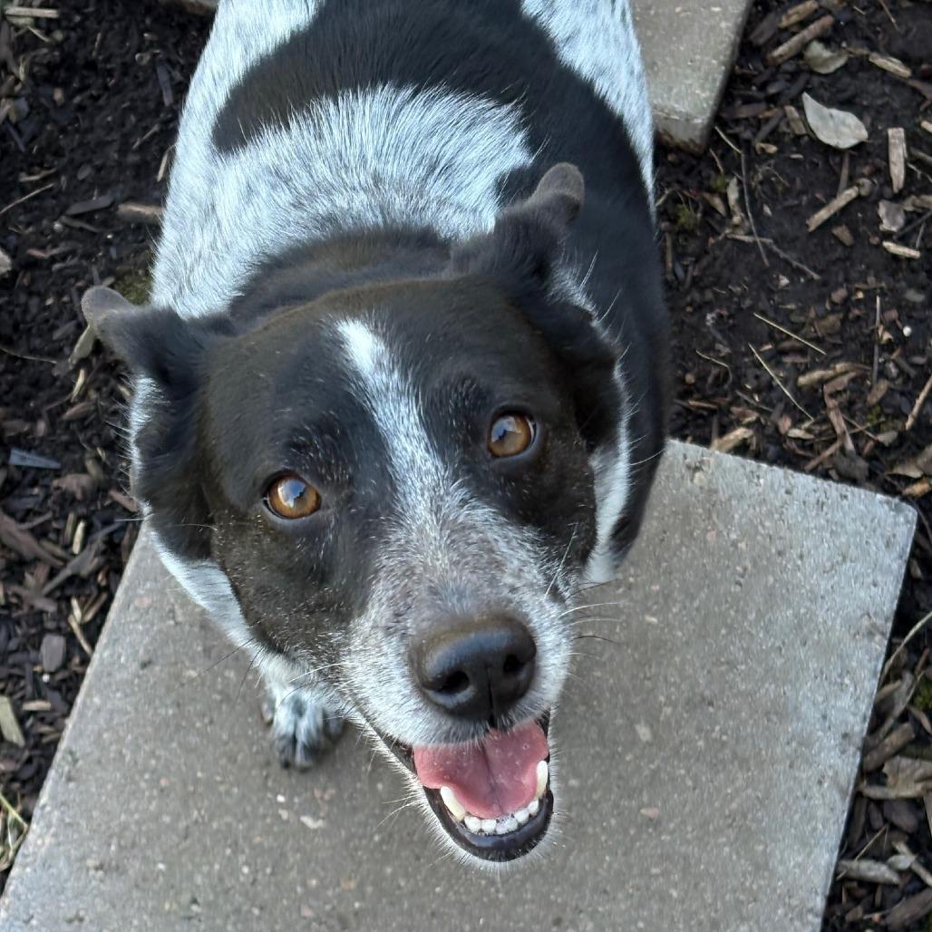 Enlarge Tilly, a Adoptable mixed breed in Wichita, KS image 6/6