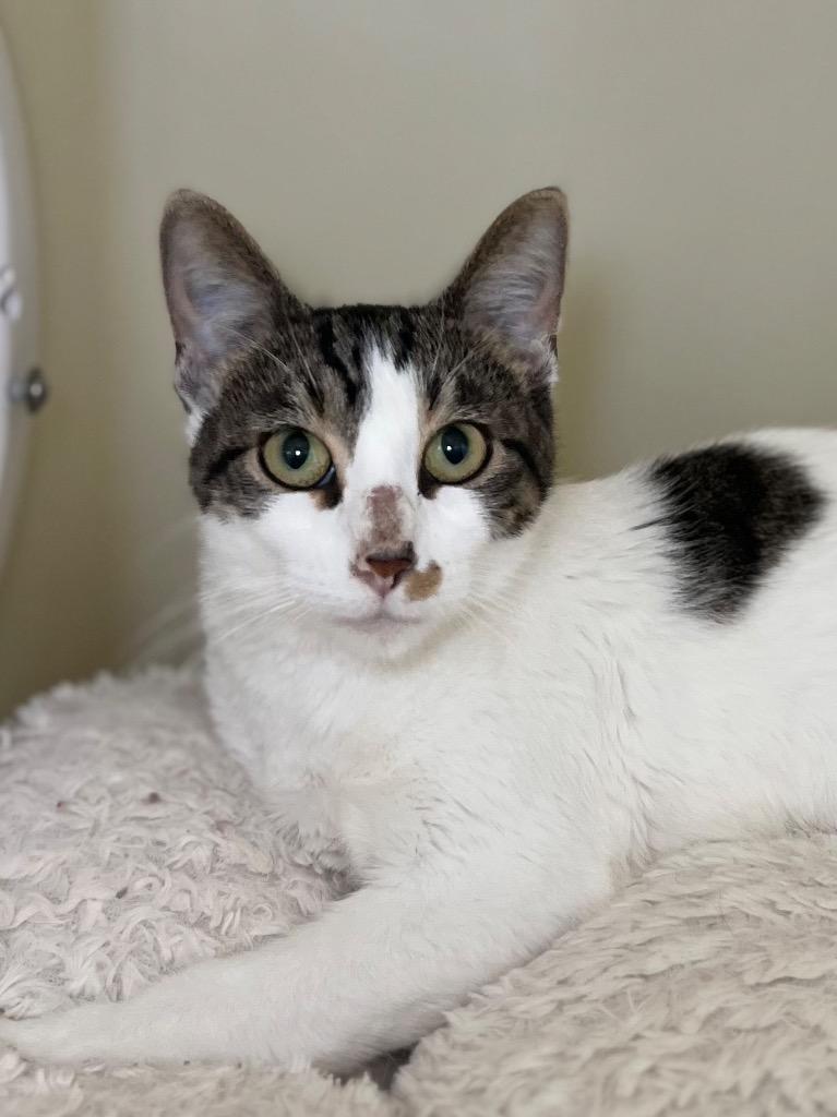 Cornbread, Adoptable, Young Female Domestic Short Hair.