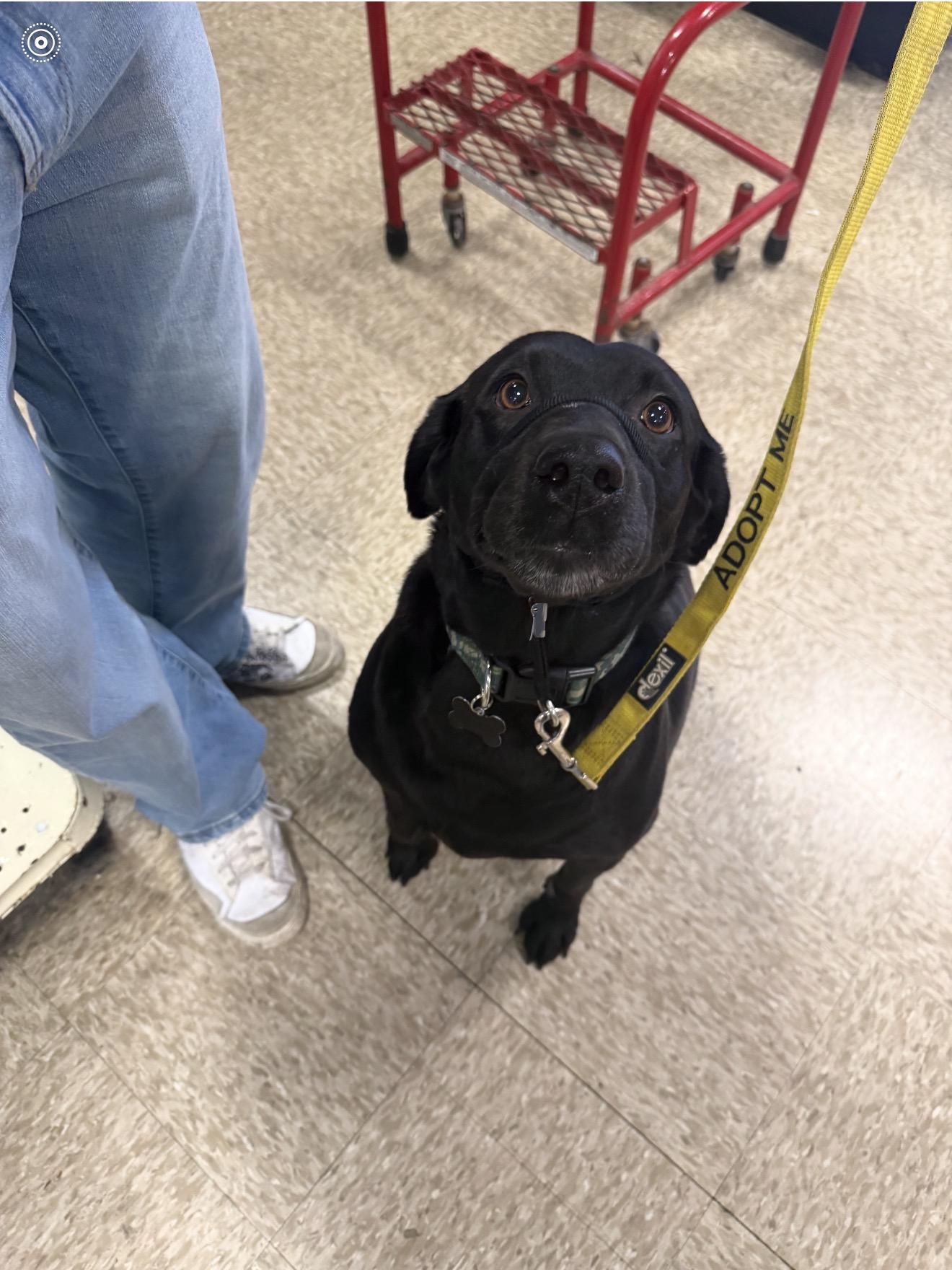 Sage, an adopted mixed breed in Oswego, IL image 2/5