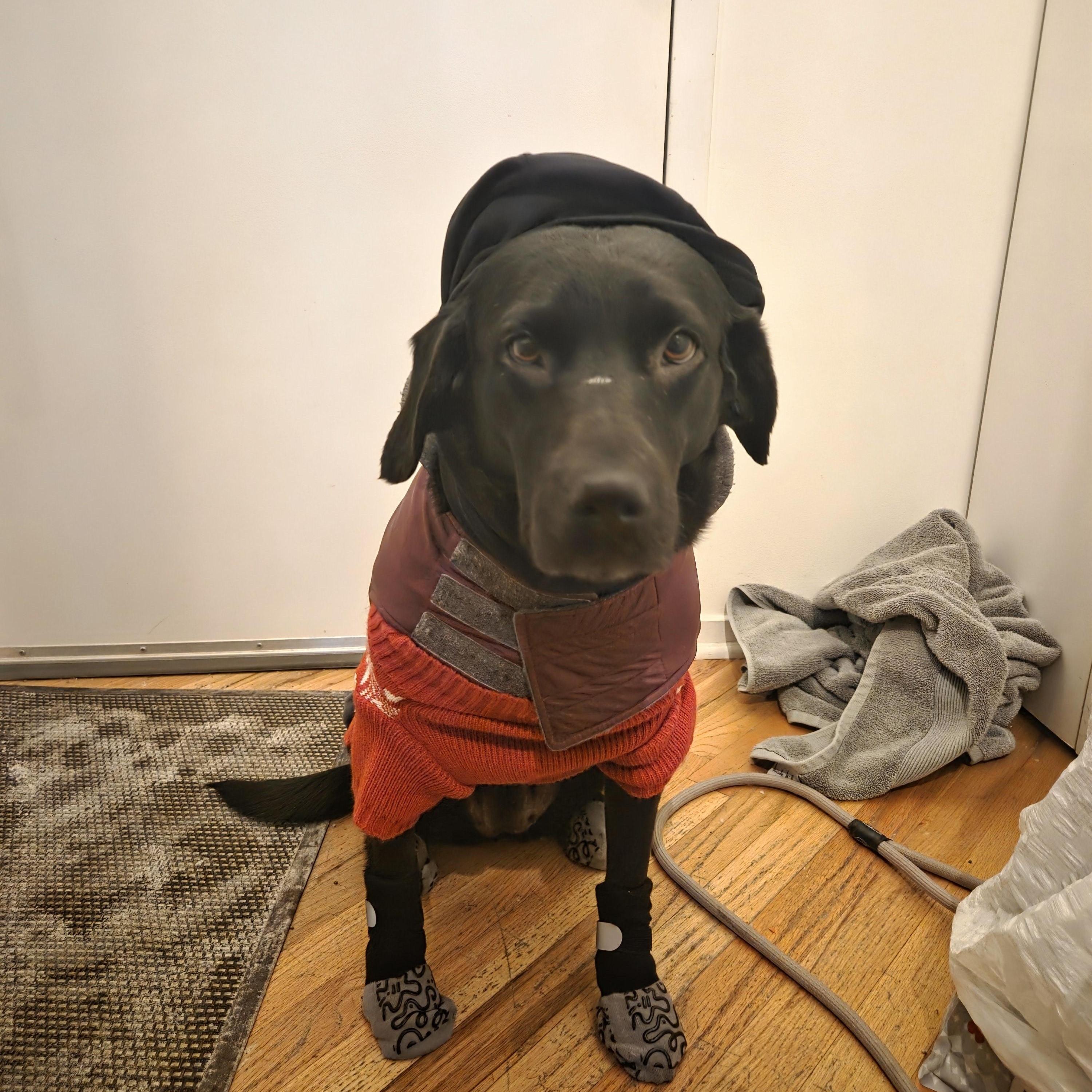 Sage, an adopted mixed breed in Oswego, IL image 5/5