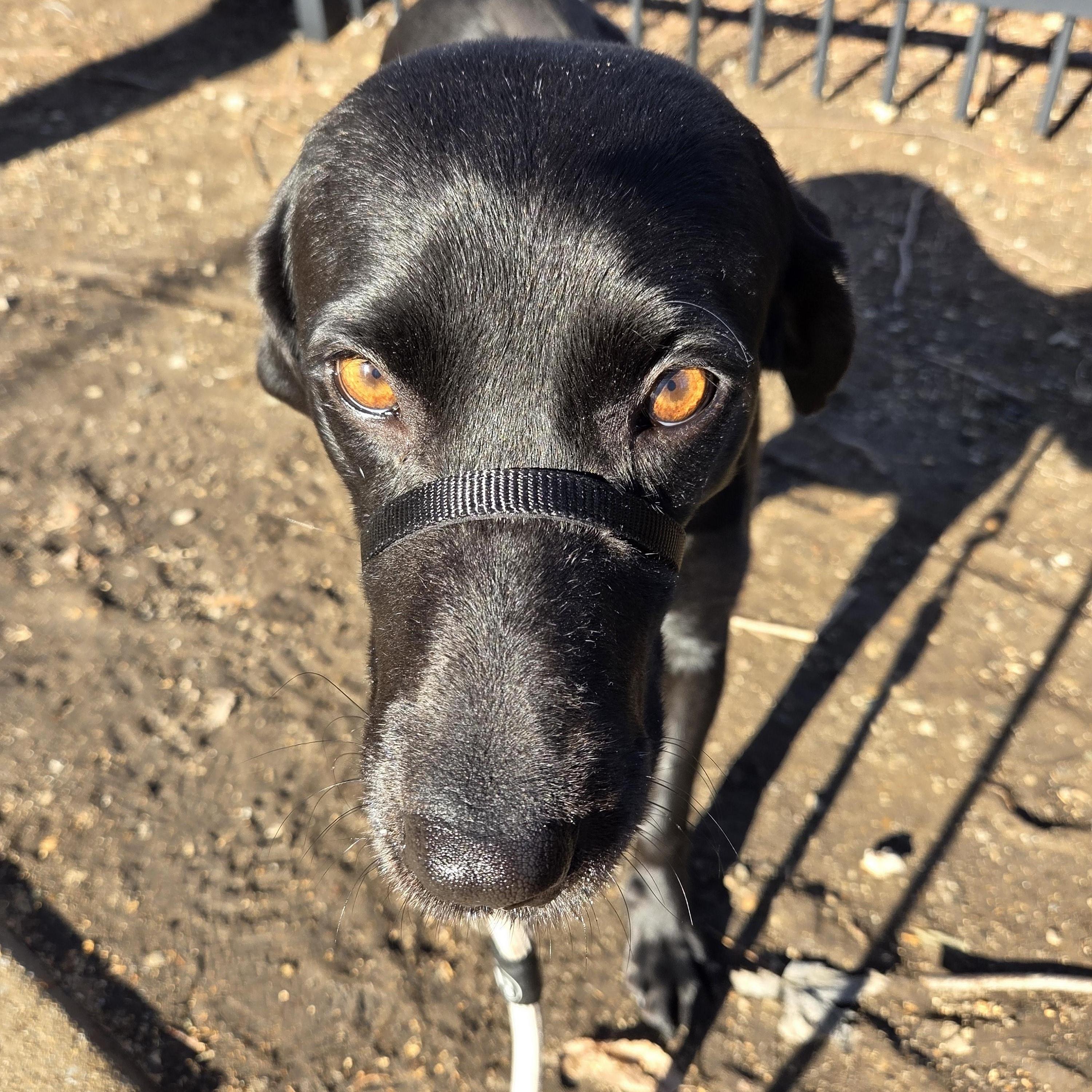 Sage, an adopted mixed breed in Oswego, IL image 4/5