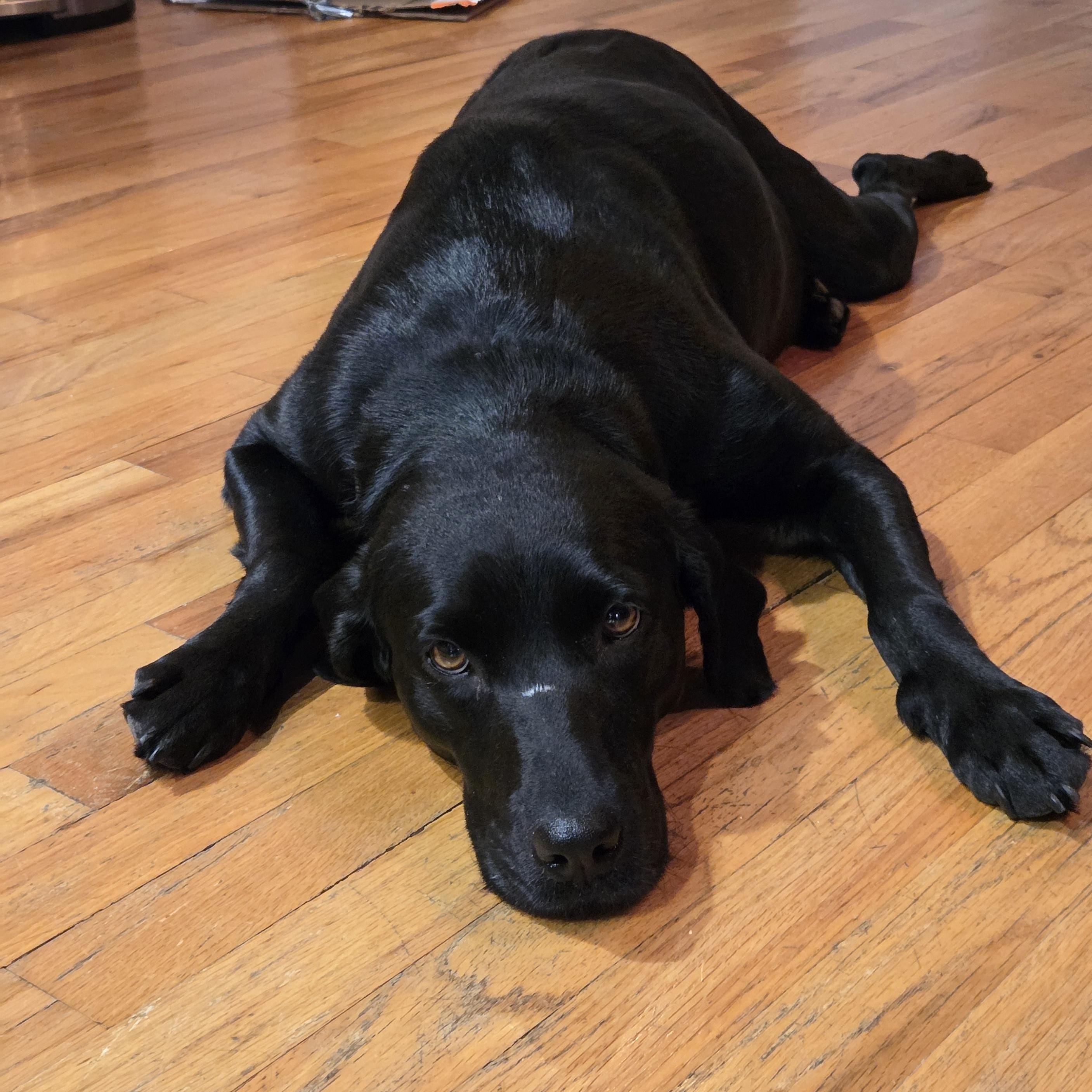 Sage, adopted, Adult Female Black Labrador Retriever.