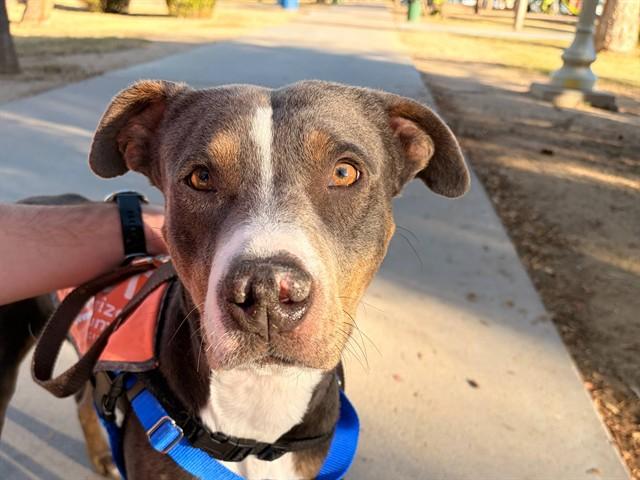 LINUS, Adoptable, Young Male Pit Bull Terrier.