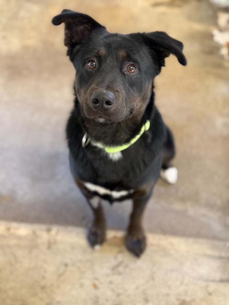 Enlarge Duke, a Adoptable Mixed Breed in Viroqua, WI image 1/2