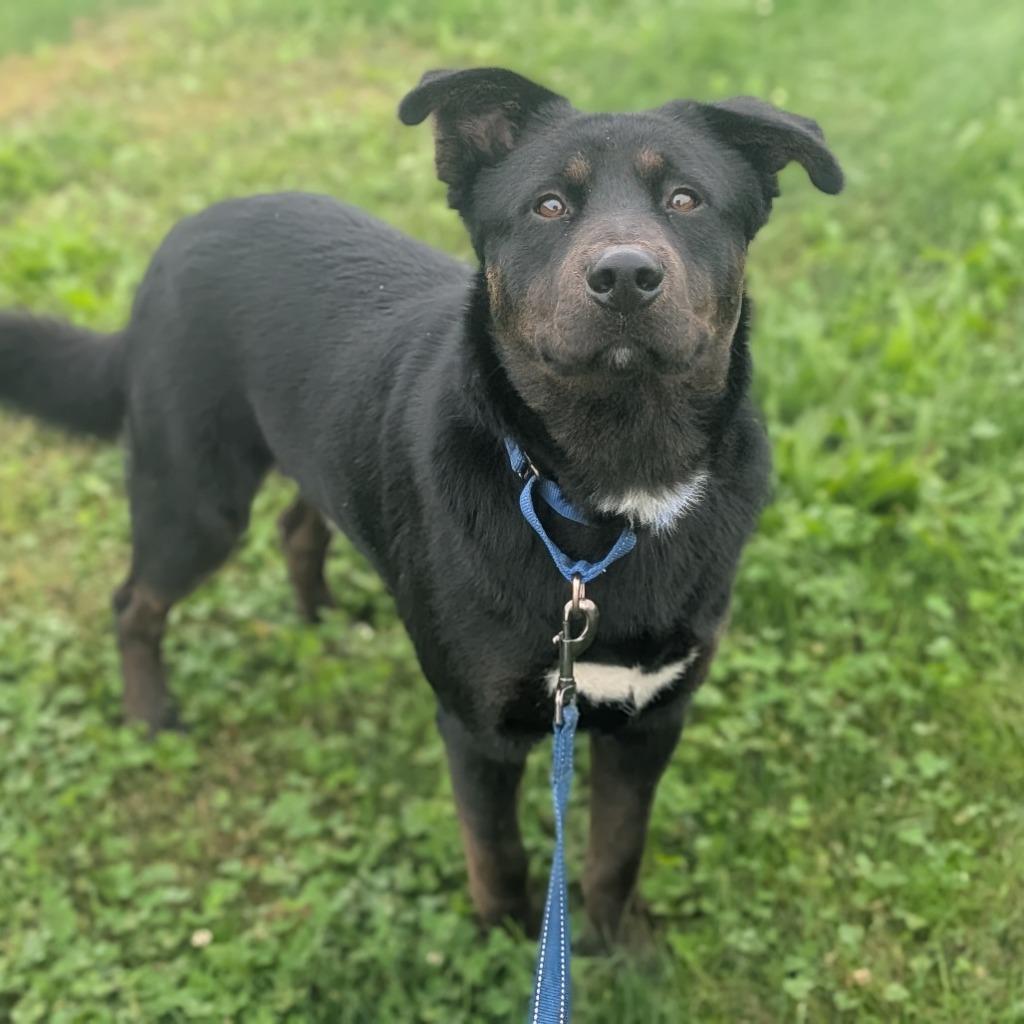 Enlarge Duke, a Adoptable Mixed Breed in Viroqua, WI image 2/2