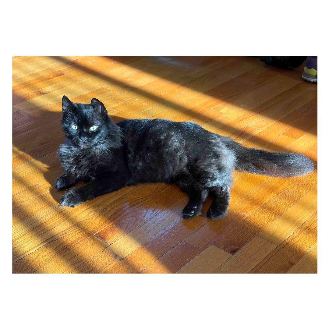 Enlarge Benson, a ADOPTABLE Domestic Medium Hair in Stamford, CT image 5/5