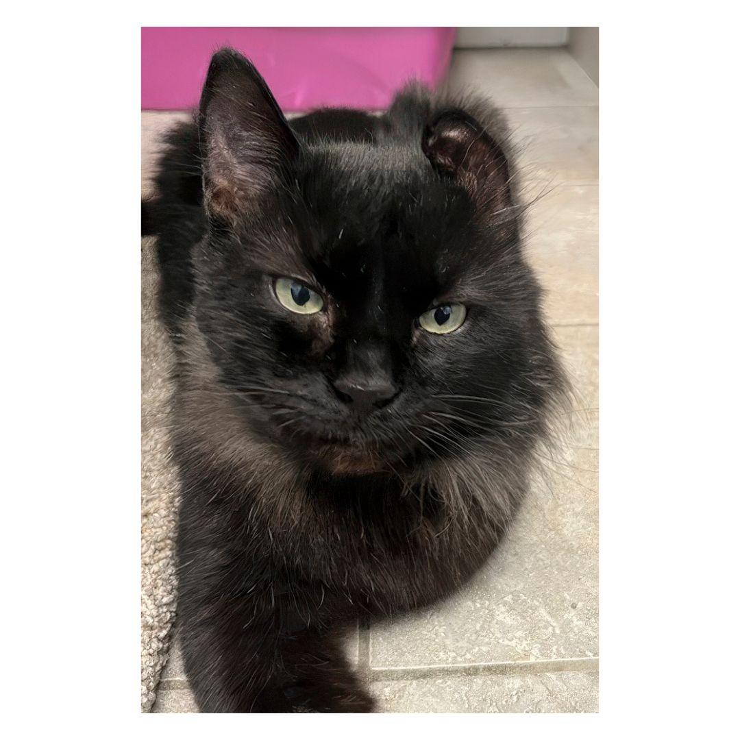Enlarge Benson, a ADOPTABLE Domestic Medium Hair in Stamford, CT image 3/5