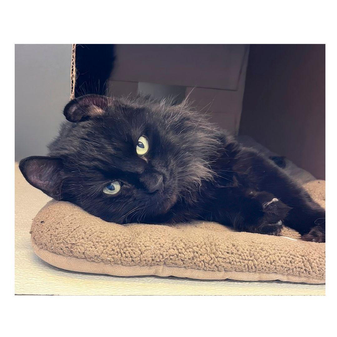 Benson, ADOPTABLE, Young Male Domestic Medium Hair.