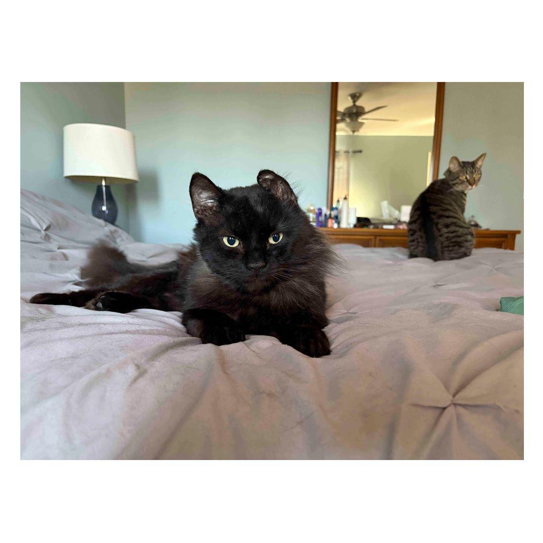 Enlarge Benson, a ADOPTABLE Domestic Medium Hair in Stamford, CT image 4/5