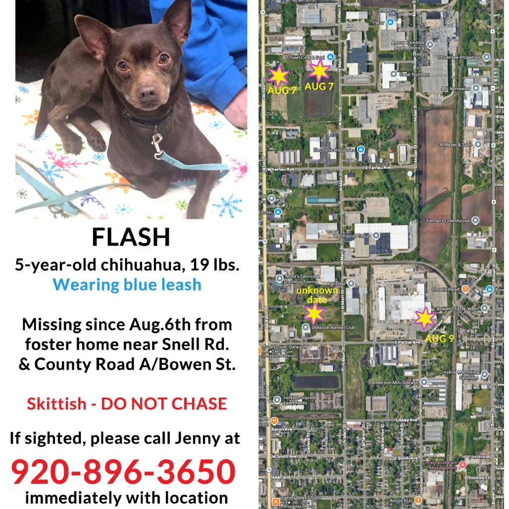 Flash - missing from foster home!, Adoptable, Adult Male Mixed Breed & Mixed Breed.