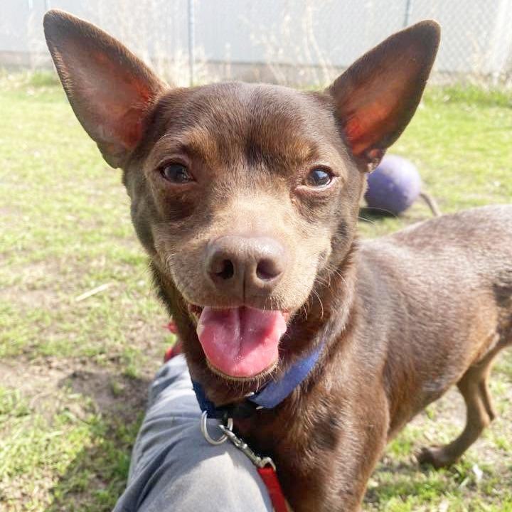 Flash - missing from foster home!, a Adoptable mixed breed in Oshkosh, WI image 3/5