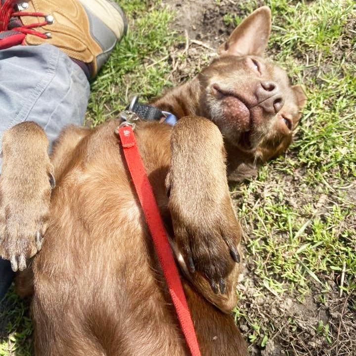 Flash - missing from foster home!, a Adoptable mixed breed in Oshkosh, WI image 4/5