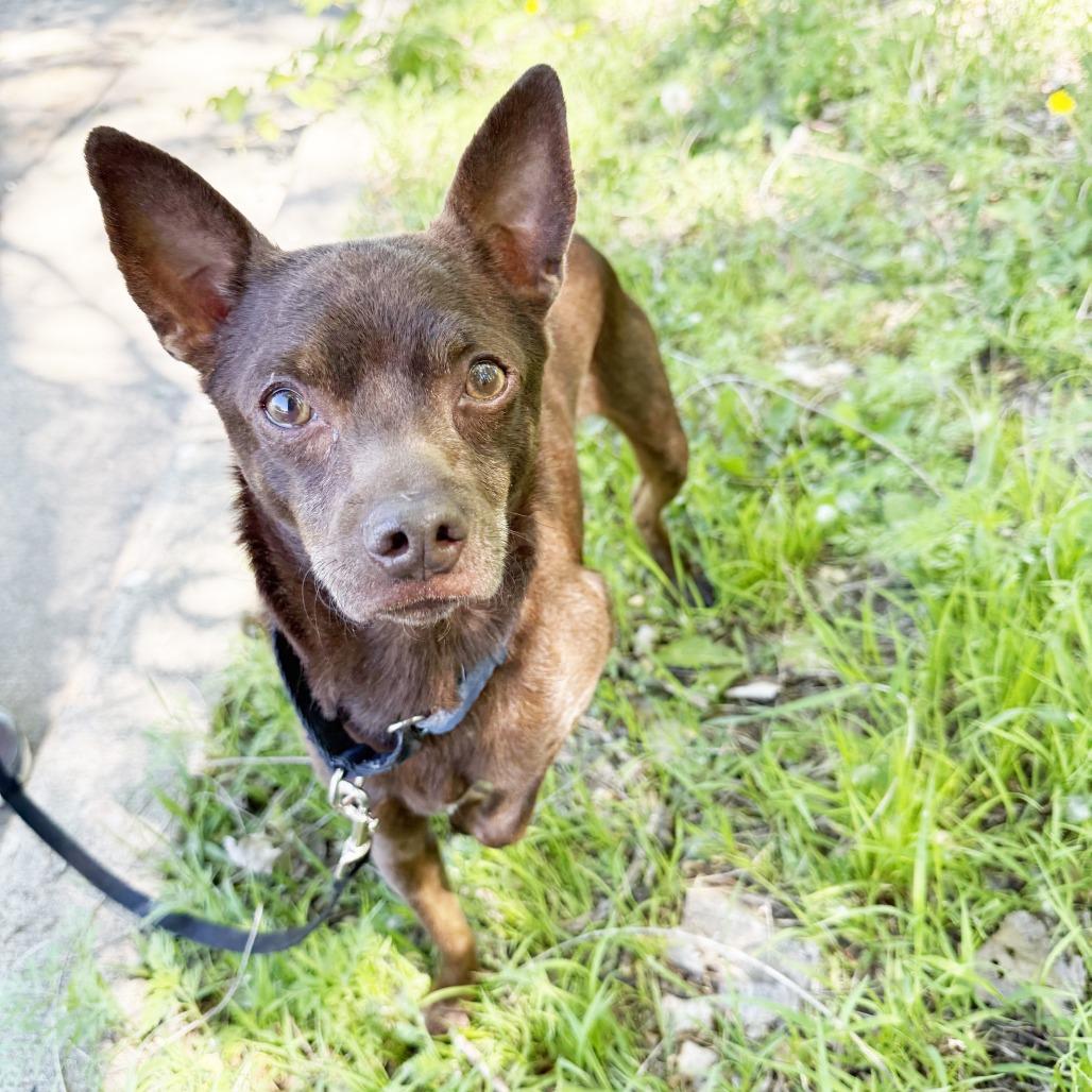 Flash - missing from foster home!, a Adoptable mixed breed in Oshkosh, WI image 5/5