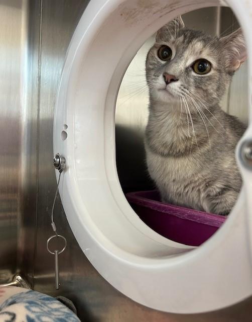 Emma, Adult Female Domestic Short Hair